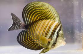 Zebrasoma desjardinii RED SEA  provenienza mar rosso

pesce acqua marina
chiedere disponibilita