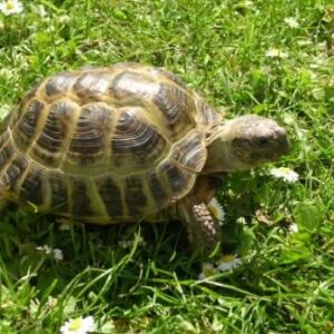 TARTARUGA HORSFIELDI
CITES .........................