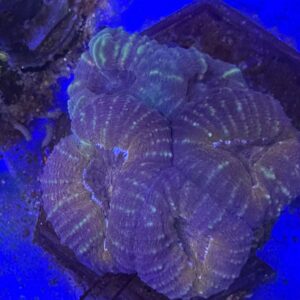 LOBOPHYLLIA