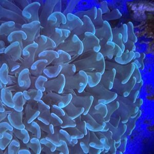 EUPHYLLIA ANCORA