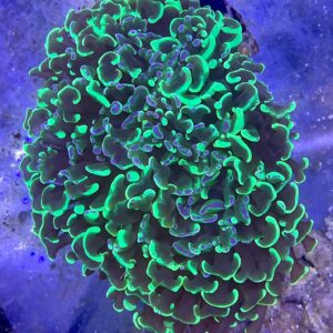 EUPHYLLIA ANCORA GREEN