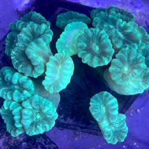 CAULASTREA