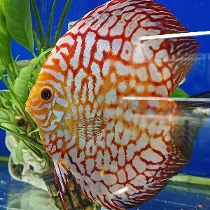 DISCUS XL  15/18 CM