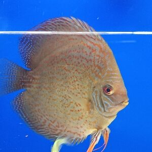 DISCUS XL 15/18 CM