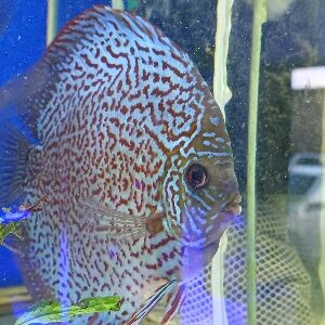 DISCUS XL 15/18 CM