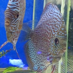 DISCUS XL 15/18 CM