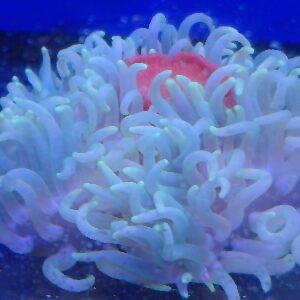 ANEMONE MACRODACTYLA XL