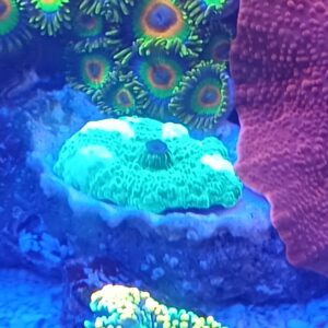 DISCOSOMA VERDE FLUO