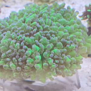 EUPHYLLIA DIVISA 4 CALICI