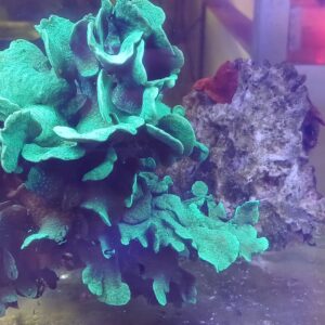 PAVONA CACTUS H 20 CM