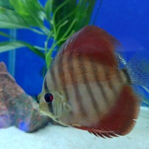 DISCUS RED ROSE 6/9 CM