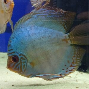 DISCUS BLU COBALT 12 CM