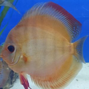 DISCUS RED ROSE 12 CM
 allevamento italiano
