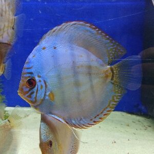 DISCUS BLU COBALT RED VIEN 10/12 CM