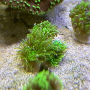 EUPHYLLIA GLABRESCENS 3 CALICI
N 2