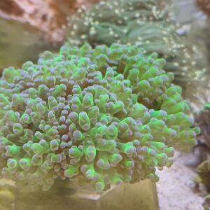 EUPHYLLIA DIVISA 3/4 CALICI
N 5
