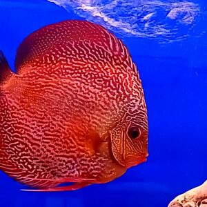 DISCUS LEOPARD SNAKE SKIN 16 CM
SG DISCUS