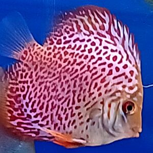 DISCUS LEOPARD SKIN M 
PROVENIENZA SG DISCUS