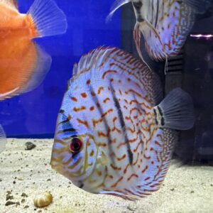 DISCUS COBALT RED VIEN 10/12 CM ALLEVAMENTO ITALIANO
