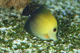 Zebrasoma scopas TAGLIA M