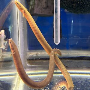 ERPETOICHTHYS CALABARICUS

MURENA ACQUA DOLCE