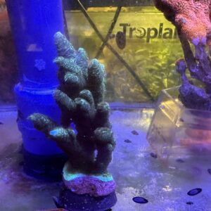 Acropora Spathulata

CORALLO SPS