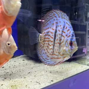 DISCUS mix 10/12 CM