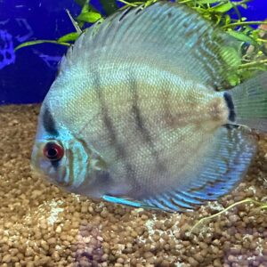 DISCUS COBALT 6/7 CM