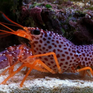 ENOPLOMETOPUS DEBELIUS

ARAGOSTA TROPICALE