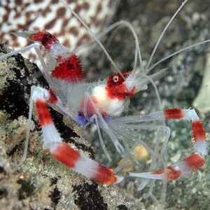 Stenopus hispidus: il gamberetto più popolare negli acquari marini