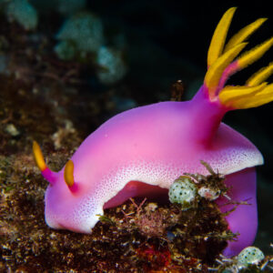 Hypselodoris bullockii

MOLLUSCO DI MARE CON MACCHIE
Nudibranco azzurro
Blue sea slug