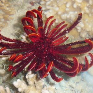HIMEROMETRA PALMATA
STELLA MARINA
