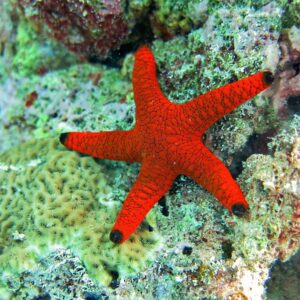 FROMIA INDICA RED STAR FISH