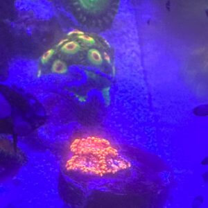 zoanthus arancio fluo