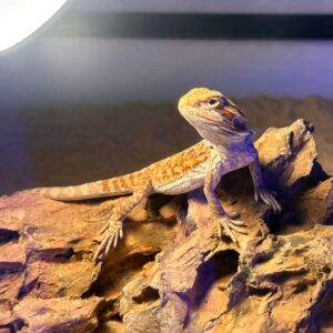 POGONA (Drago barbuto)