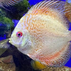 DISCUS PIGEON CHEK 8/9