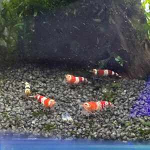 Gamberetto Caridina cf cantonensis Red Crystal