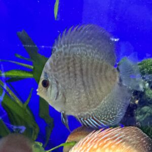 DISCUS SNAKE 8/9
