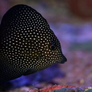 Zebrasoma gemmatum

pesce acqua marina