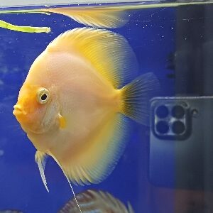 DISCUS GHOST 8/10