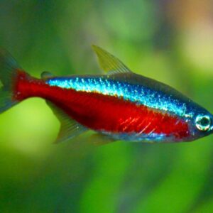 Cheirodon Axelrodi (Pesce Cardinale)