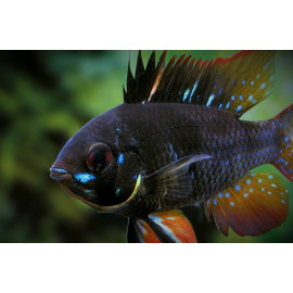 APISTOGRAMMA RAMIREZI BLACK