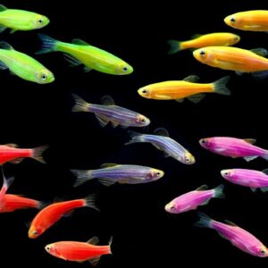Danio rerio 'Glofish'