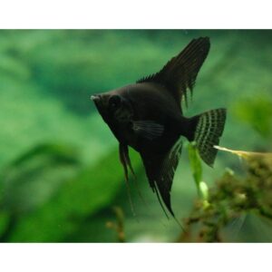 Scalare black carbon