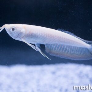AROWANA