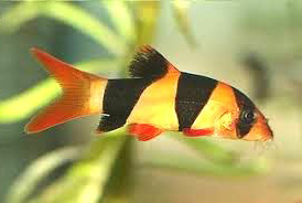 Chromobotia macracanthus