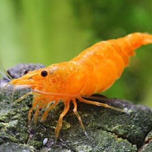 caridina heteropoda ORANG