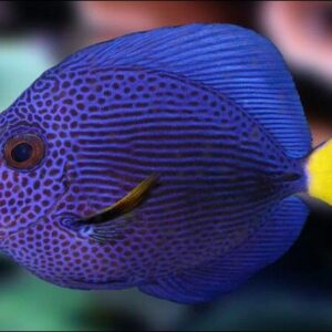 Zebrasoma xanthurum