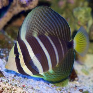 Zebrasoma veliferum m