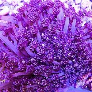 Goniopora sp. “purple”